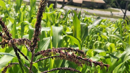 Corn planted by the GTB's Agriculture and Food Sovereignty Department is pictured at the Peshawbestown Farm. Courtesy photo