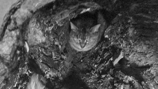 Hidy the elusive cat