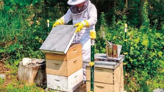 Northport resident Scot Wack, pictured here, suited up during a harvest, has been producing and selling local honey at his store, Northport Trading Post, for the past five years. Courtesy photo