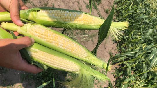 Sweet corn season has officially begun in Centerville Township. 