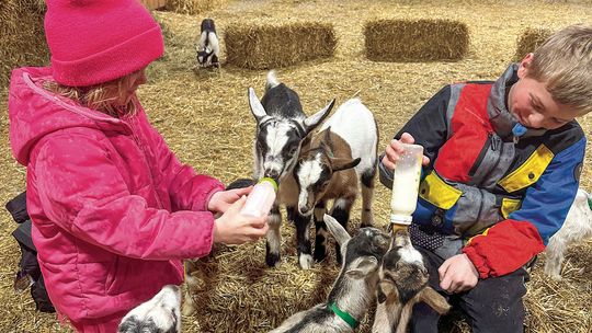 Idyll Farms hosts kids bottle feeding and snuggle sessions