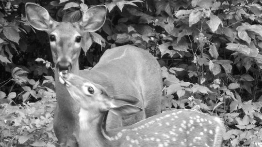 If you encounter a fawn