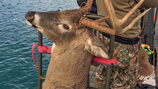 Some truly magnificent bucks are shot every year on North Manitou Island including this one in 2021. Fewer hunters will be attending the hunt this fall, due mainly to the higher cost of getting to the island. Photo courtesy of National Park Service