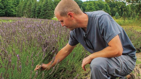 Joe Adams of Maple City harvesting lavender on his “Full Circle” farm. Enterprise photo by Brian Freiberger