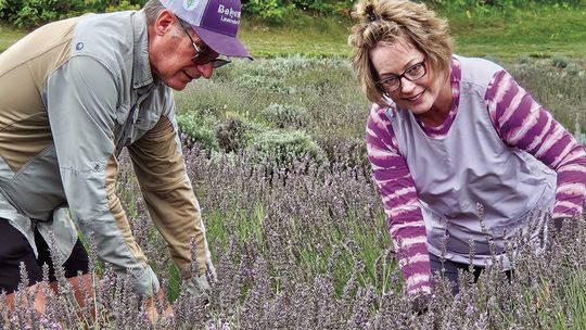 Mike and Mary Shimek are pictured here in the lavender field near Maple City. Courtesy photo