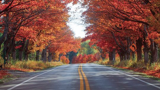 Leelanau’s own “tunnel of trees” just south of M-204 on M-22 is alive with color. Enterprise photo by Brian Freiberger