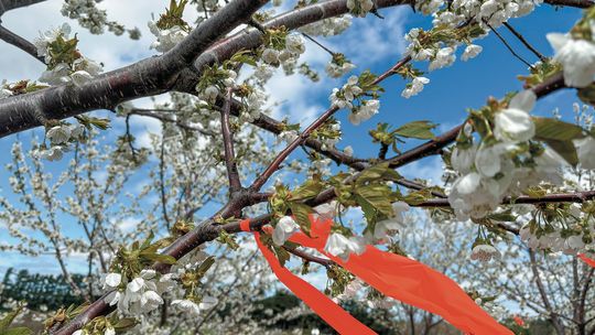Sweet cherries, like the ones pictured here, are at 95-100% in bloom as of Wednesday, according to reports from Northwest Michigan Horticultural Research Center. Photo courtesy of Nikki Rothwell