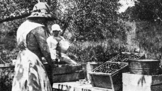 Effie Ranger, foreground, and Christine Talgo clipping and packing cherries in 16 quart crates at the Julius Brace orchard in 1915. Courtesy photo