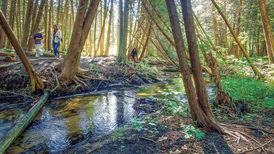 Leo Creek Preserve gifted to ISEA