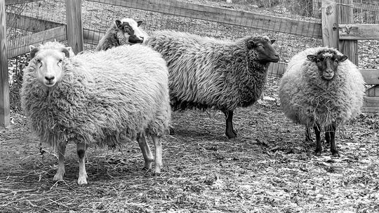 Live Nativity in Lake Leelanau