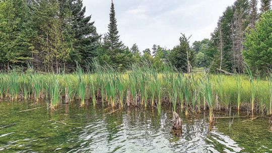 Living filters along lake shorelines