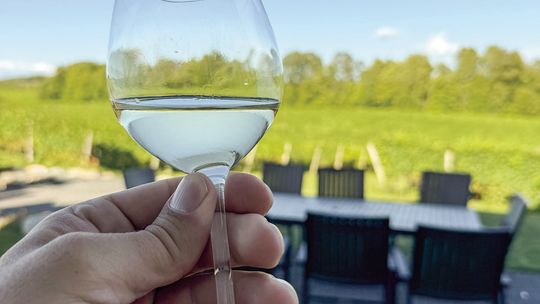 Local wines with a local catch