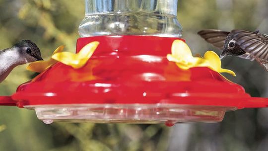 Martina Dorn welcomes hummingbirds; DIY feeders Saturday