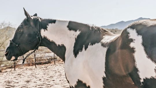 A horse, Lucky Dinero Bosco (pictured here), was elected in July to represent the historic small town of Omena as the seventh mayor, with cats Topsy and Turvy Stephenson serving as co-vice mayors, and another cat, Porsche McKee, serving as deputy vice mayor. On Lucky’s hip, there’s an outl...