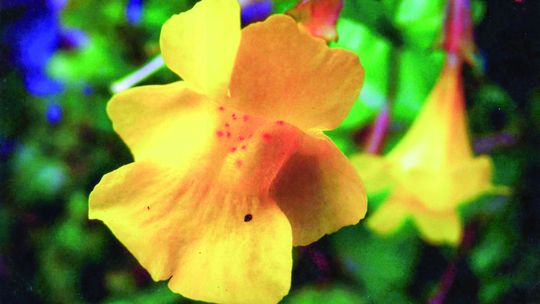 Monkey flower unique to Leelanau