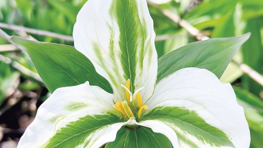 Leelanau’s forest floor is carpeted with trillium. Photo courtesy of Mike Haynes