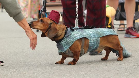 Northport Dog Parade Saturday