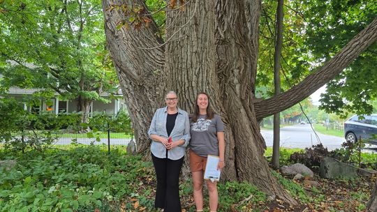 Northport Eastern Cottonwood a winner in Big Tree Hunt