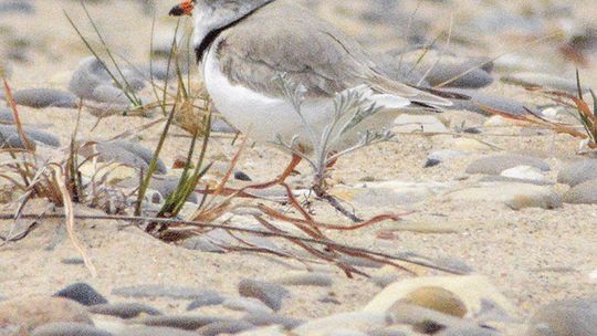 PIPING PLOVER