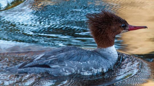 Park Service turns birding into hobby