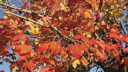 Peak fall color projected for late October