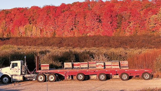 Perhaps what's left of the fall colors serves as the backdrop for the last of apple harvest in Centerville Township