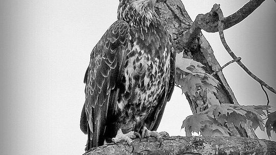 Photographer Bob Jones of Glen Arbor captured this shot of a juvenile Bald Eagle near Glen Lake.