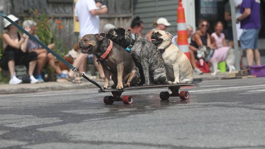 PHOTOS: "Pawty Like A Rockstar" Northport Dog Parade 2026