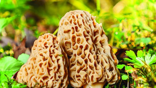 Pickers enjoy extended mushroom ‘season’