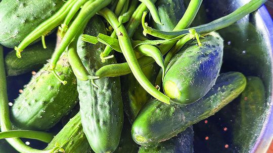 Pickle paradise: methods of pickling