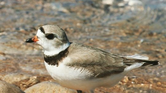 Piping plovers return to peninsula