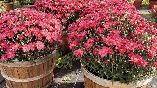 Plant now for fall/ spring color