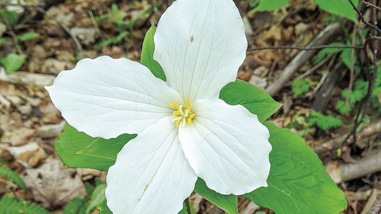 Trillium are among the many varieties of plants available at the Leelanau Conservancy “rescued” plant sale. Enterprise file photo
