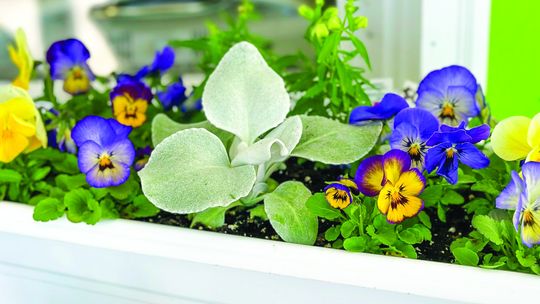 PlantMasters of Suttons Bay: