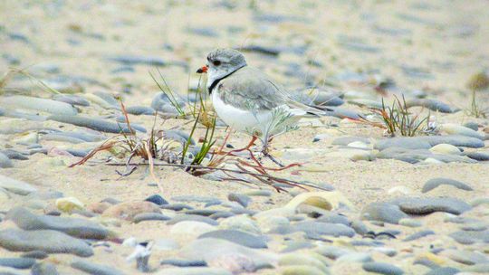 Plover volunteers sought