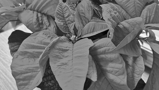 Poinsettia are popping up all over this holiday season