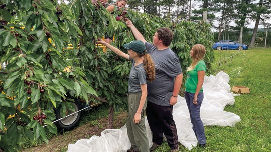 Harvesters are busy getting the 2024 cherry crop off of the trees as farmers battle pests and wet conditions. Sidney Collino (left), Trevor Markood (middle), Rachel Fredrickson (right), Karen Powers (top-left), and Jess Sinnaeve (top-right) of the Michigan State Horticultural Center in Bin...