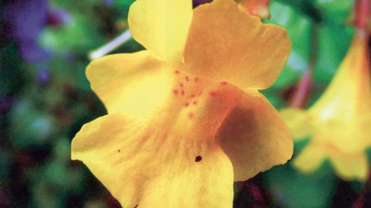 Rare monkey-flower found by accident