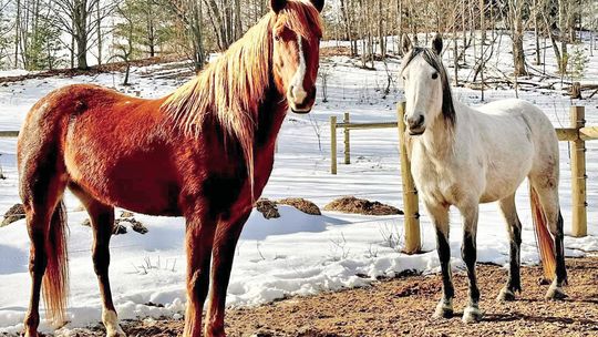 Horse North Rescue, which takes in horses from northern Michigan and the Upper Peninsula, moved to a 10-acre parcel west of Interlochen earlier this year. The organization is run by volunteers and seeks to find permanent homes for equines seized by animal control or surrendered by their pr...