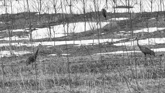 Sandhill Cranes