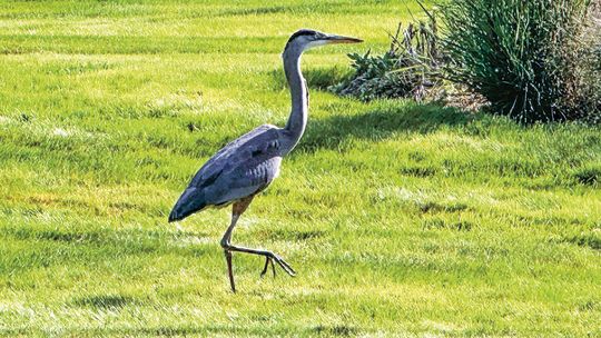 Sandhill Cranes begin their migration journey by leaving their nesting grounds in late summer and early fall. Migration of large flocks starts in southern Michigan in October and lasts until late November. This crane was spied on the lawn at the Enterprise. Enterprise photo by Amy Hubbell