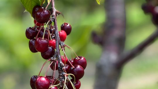 Small crop, higher prices?