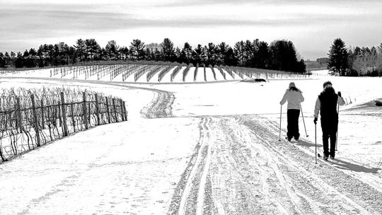 ‘Snow on The Vines’ in February