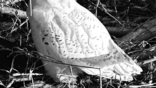 North Sky Raptor Sanctuary took in its first snowy owl of the season in Empire last month, where it has been in recovery for the last couple weeks. Snowy owls are Arctic breeders and migrate south for the winter, giving Michiganders a chance to get a glimpse of them in open areas during th...