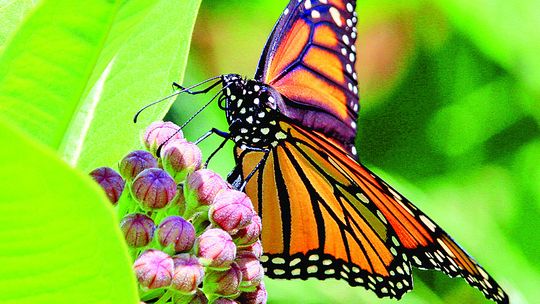 Bob Jones of Glen Arbor captured this monarch butterfly investigating a milkweed plant.