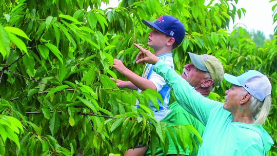 Sweet cherry harvest begins