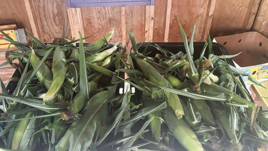 Sweet corn harvest: How sweet it is…