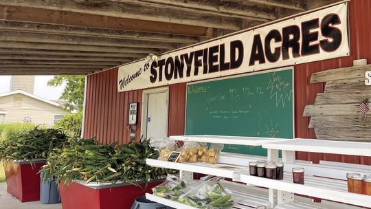 Sweet corn season is back