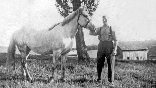 The importance of a good farm horse