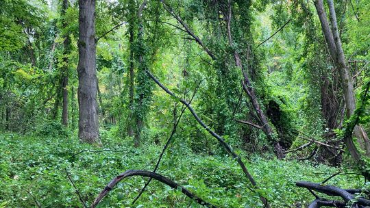The ongoing fight against invasive species